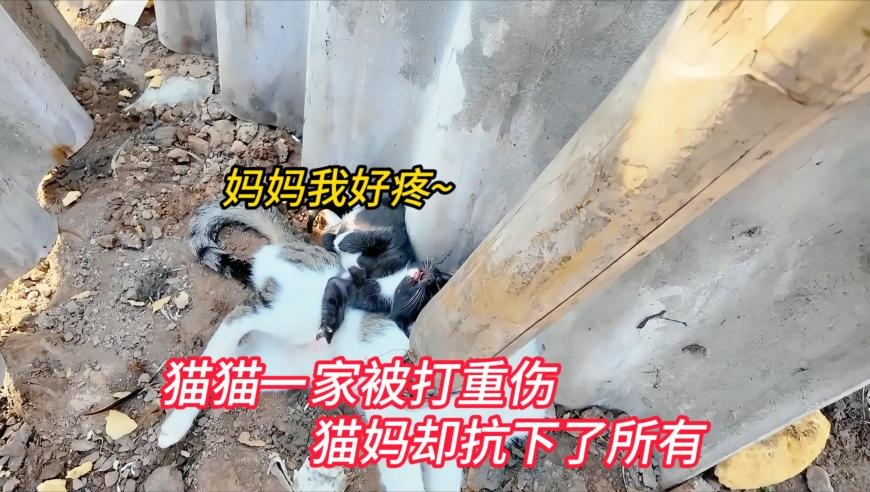 我国成功研制光子时钟芯片,香港最准最快资料打开澳门网站免费资料大全,最新正品解答落实_网红版V8.81